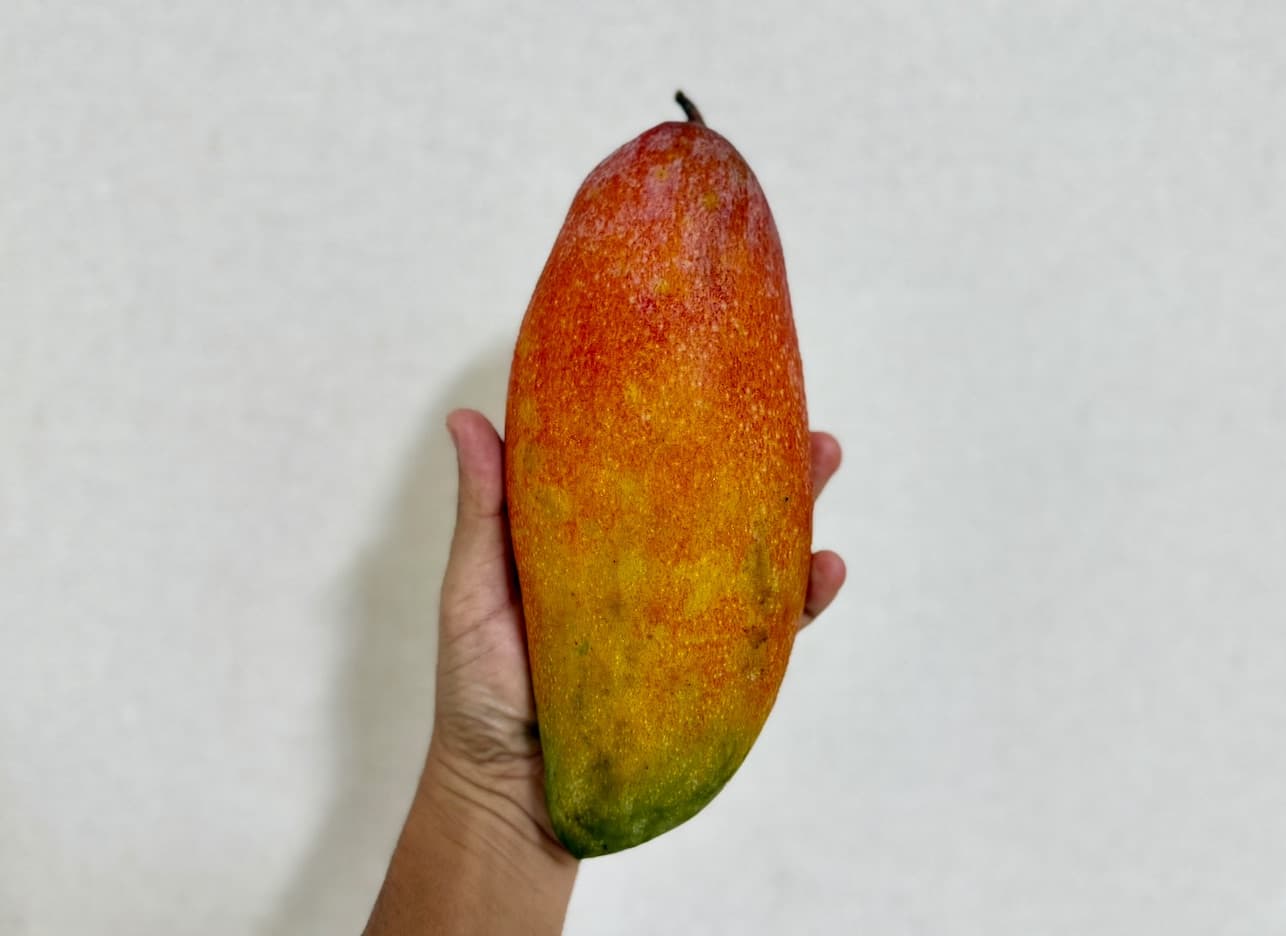 紅象牙の果実