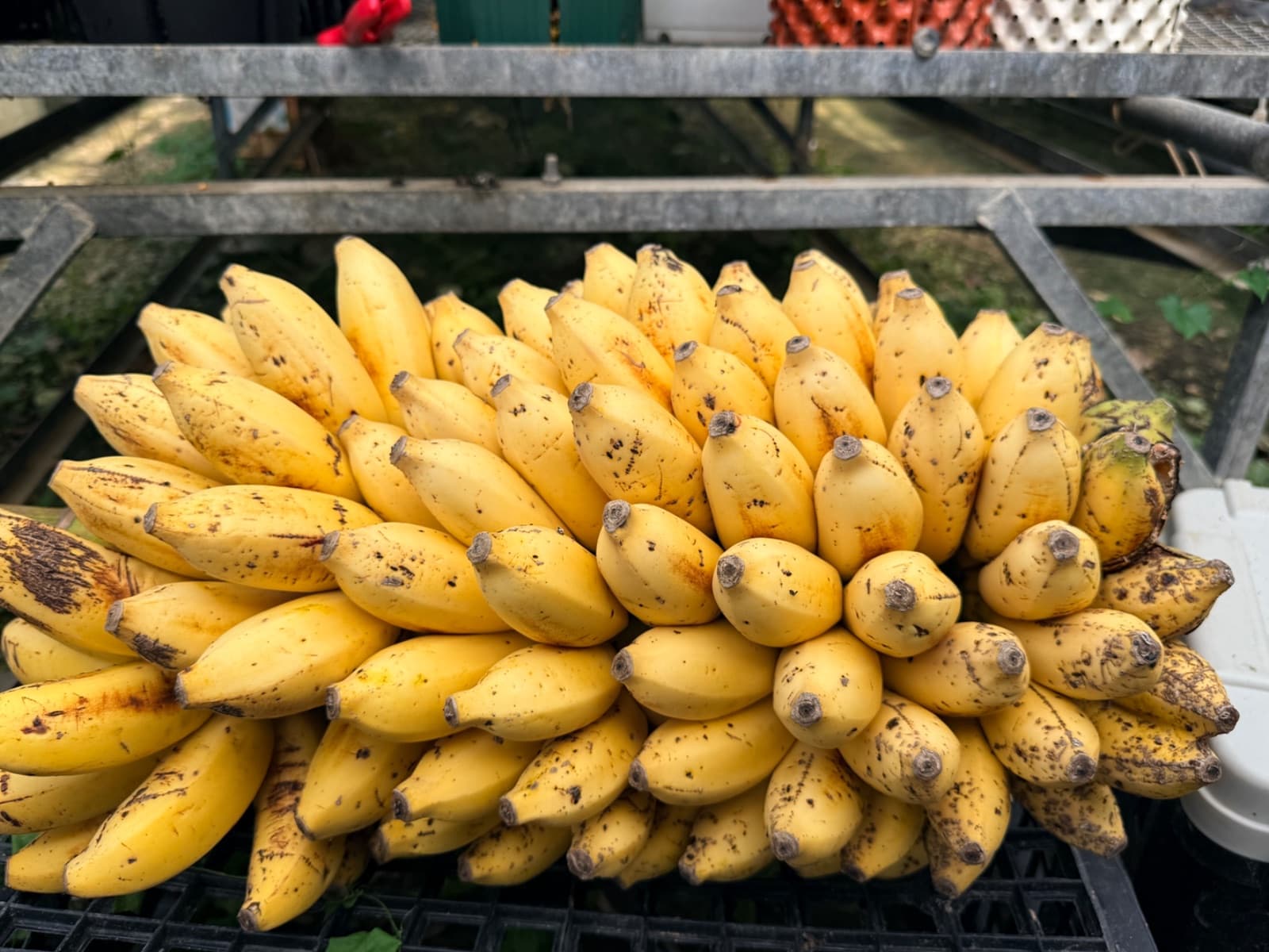 マイソール