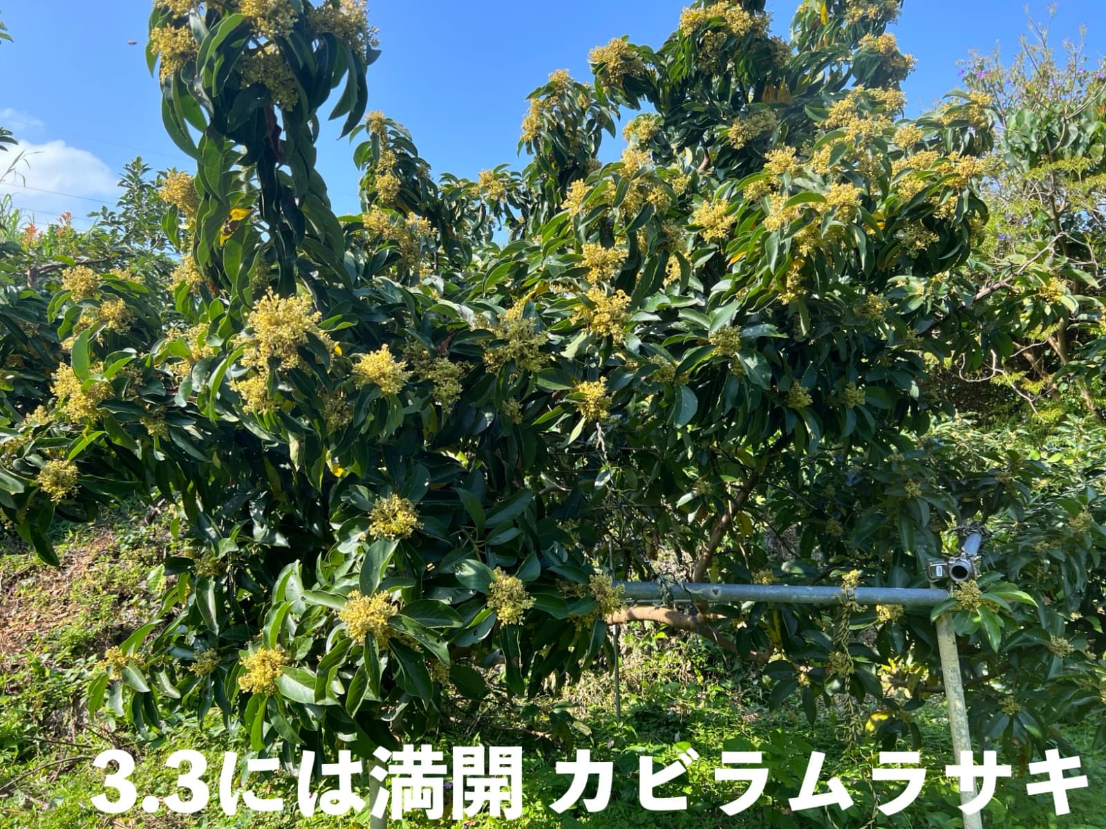 カビラムラサキ