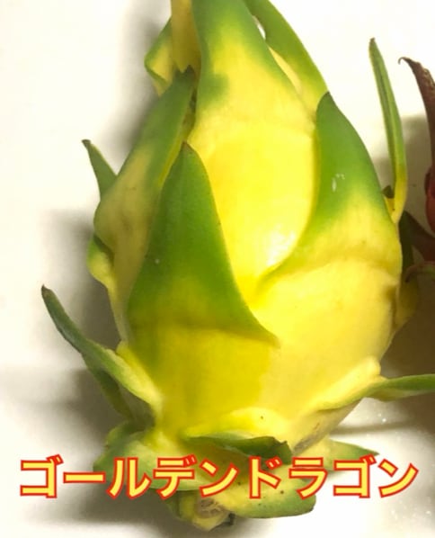 ゴールデンドラゴンの果実